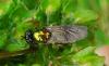 Chloromyia formosa